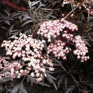 Sambucus nigra f. porphyrophylla 'Black Lace' AGM