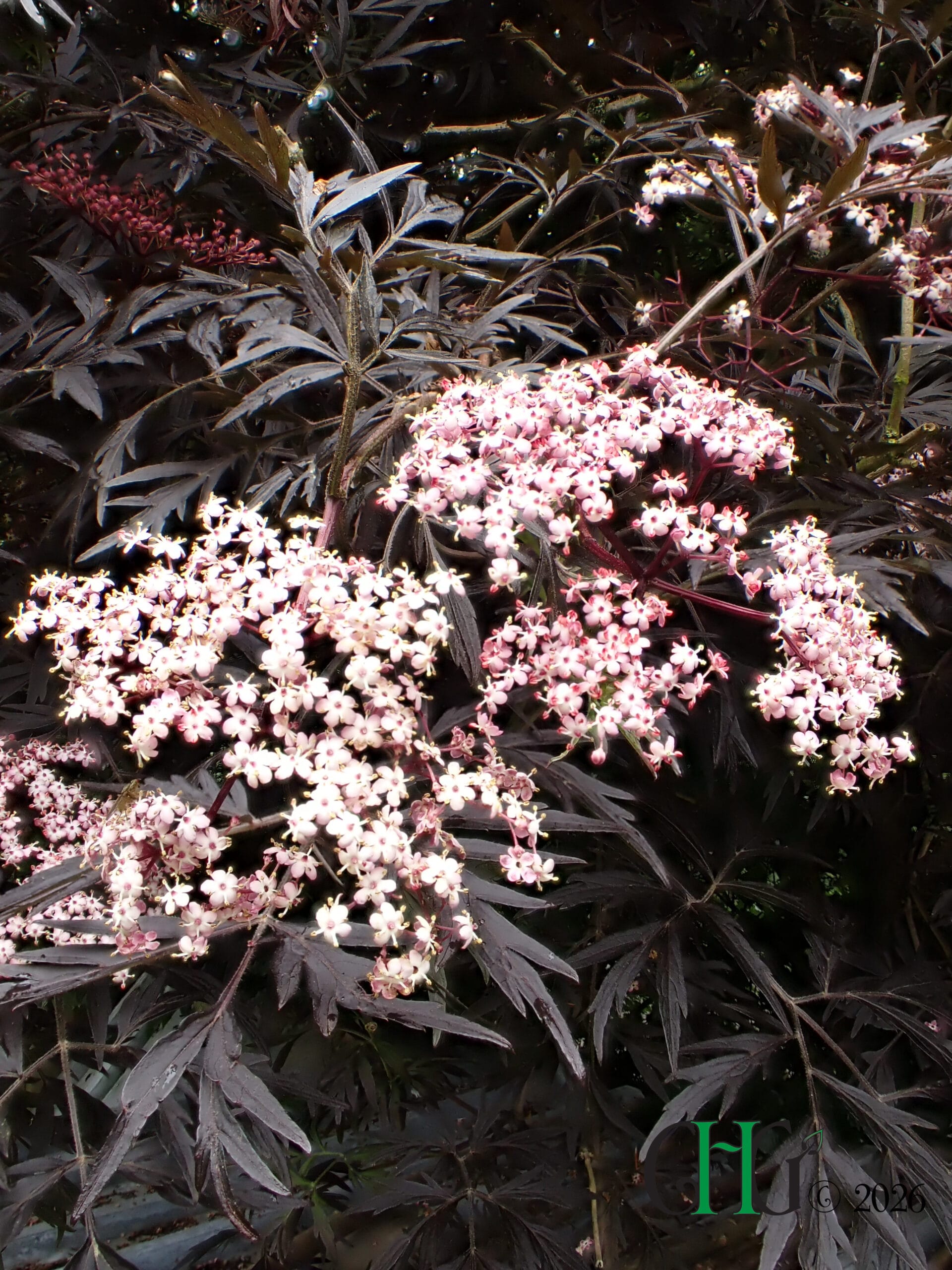 Sambucus nigra f. porphyrophylla 'Black Lace' AGM